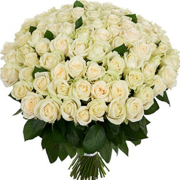 101 белая роза Пич Аваланч 60 см