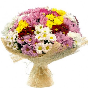 25 разноцветных хризантем