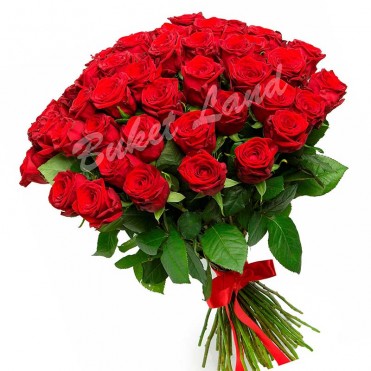51 красная роза Гран При 60 см