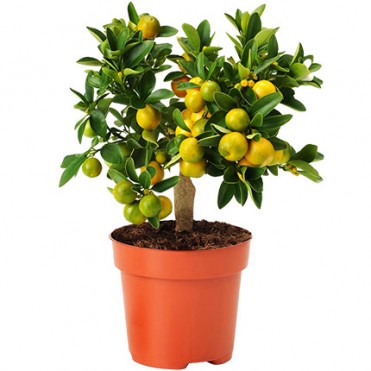 Комнатное растение "Цитрус-Каламондин"
