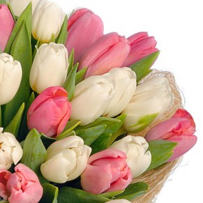 51 білий та рожевий тюльпан