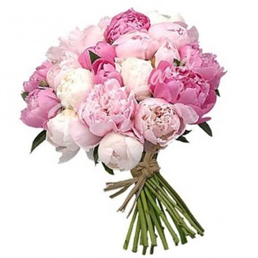 19 пионов микс 1