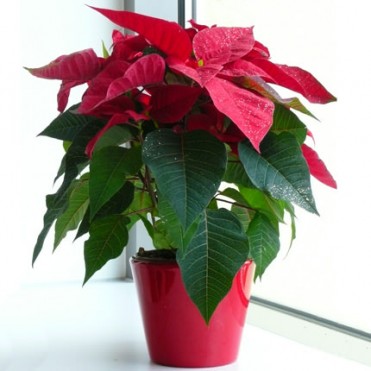 Кімнатна рослина "Пуансетія" Кімнатна рослина "Пуансетія"