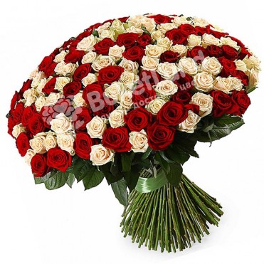 201 троянда мікс червоно-біла 60 см