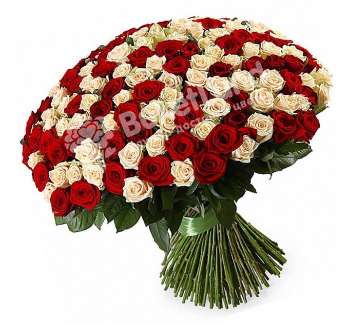 201 троянда мікс червоно-біла 60 см