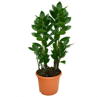 Кімнатна рослина "Заміокулькас"