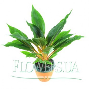 Кімнатна рослина "Хлорофітум"