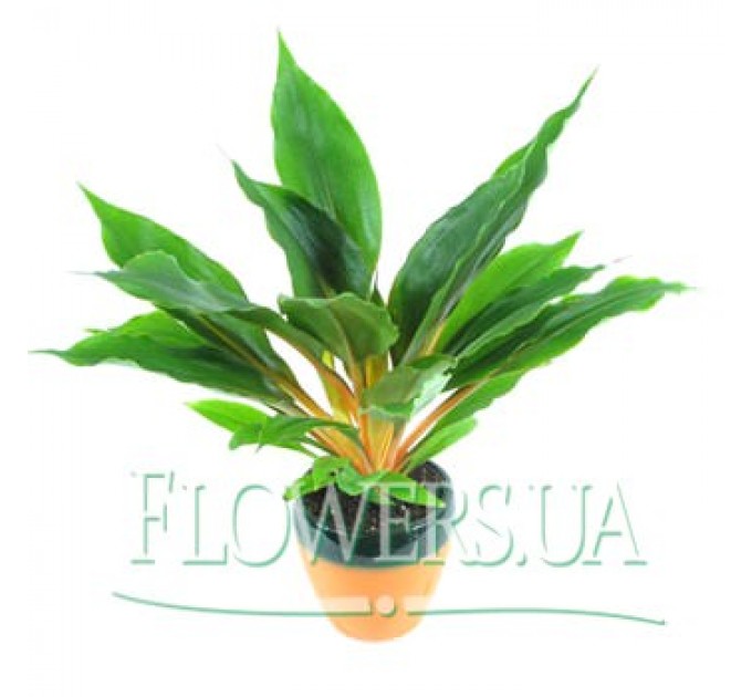Кімнатна рослина "Хлорофітум"
