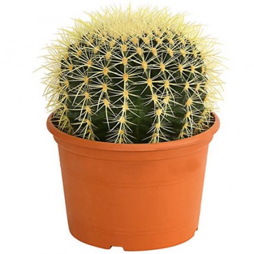 Комнатное растение "Кактус" (большой)