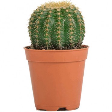 Комнатное растение "Кактус" (маленький)