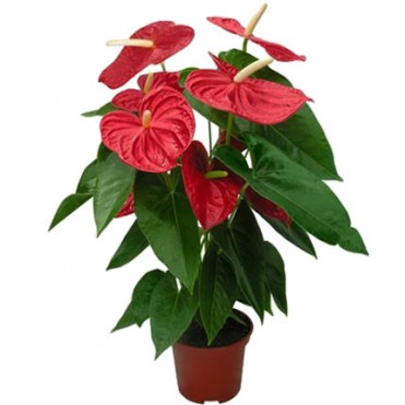 Комнатное растение "Антуриум"