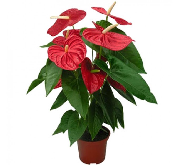 Купить Неповторимый Антуриум для Вашей Комнаты с Быстрой Доставкой по Киеву