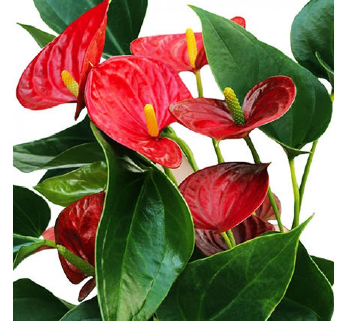 Купить Неповторимый Антуриум для Вашей Комнаты с Быстрой Доставкой по Киеву