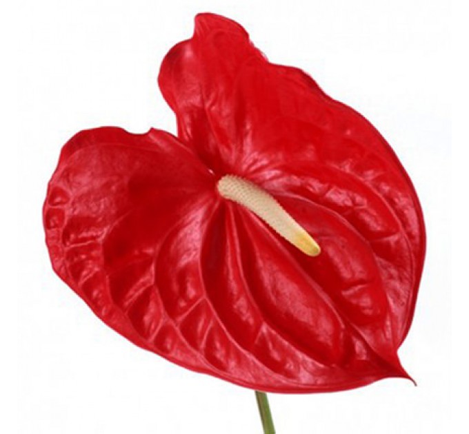 Купить Неповторимый Антуриум для Вашей Комнаты с Быстрой Доставкой по Киеву