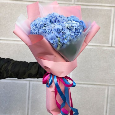 5 одноцветных гортензий