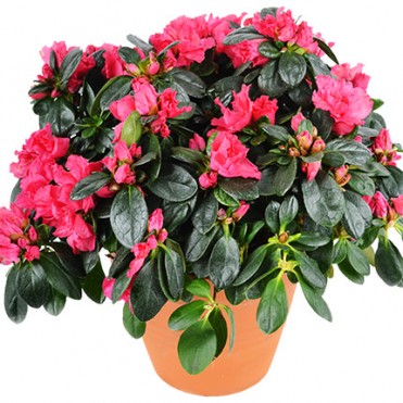 Комнатное растение "Азалия"