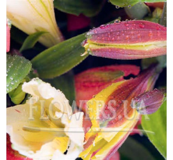 Букет "В восторге от тебя!"