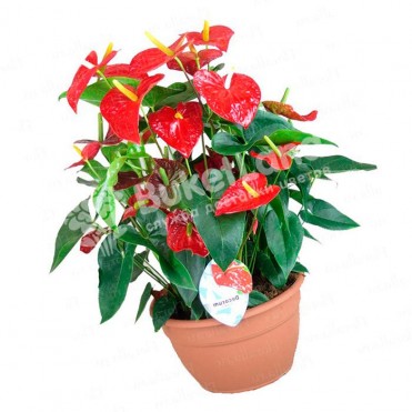 Антуриум 50 см