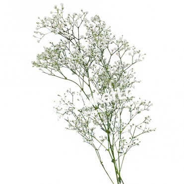 Гипсофила в ассортименте