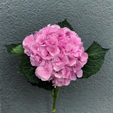 Гортензия в ассортименте