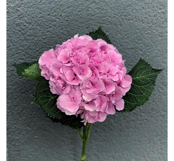 Гортензия в ассортименте