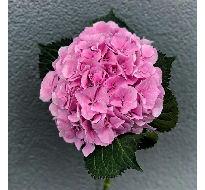 Гортензия в ассортименте