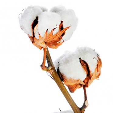 Хлопок ветка