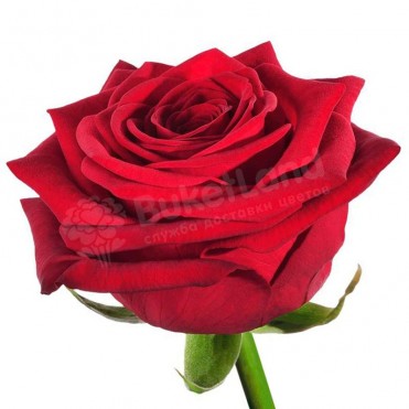 Красная роза Гран При 60 см