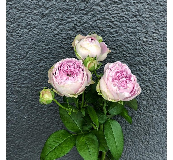 Кустовая пионовидная роза Блоссом Баблз 50-60 см