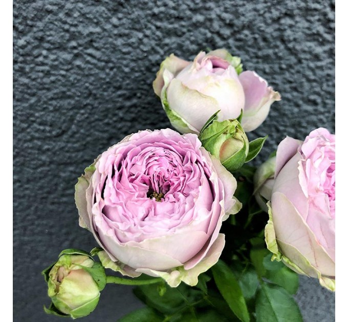 Кустовая пионовидная роза Блоссом Баблз 50-60 см