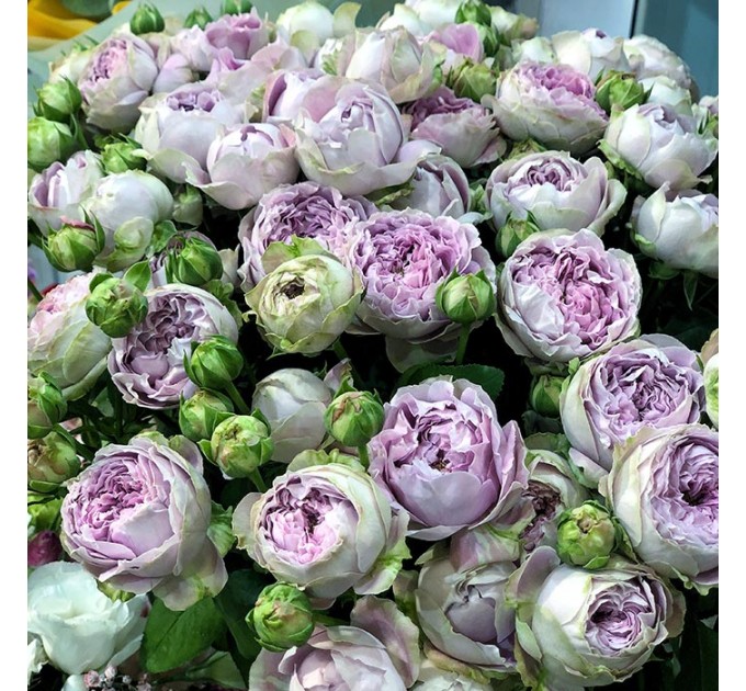 Кустовая пионовидная роза Блоссом Баблз 50-60 см