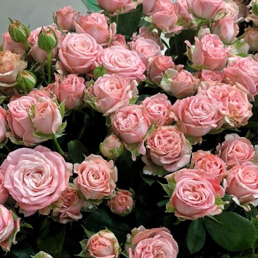 Кустовая пионовидная роза Мадам Бомбастик 50-70 см