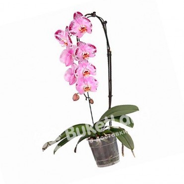 Орхидея Фаленопсис каскадная