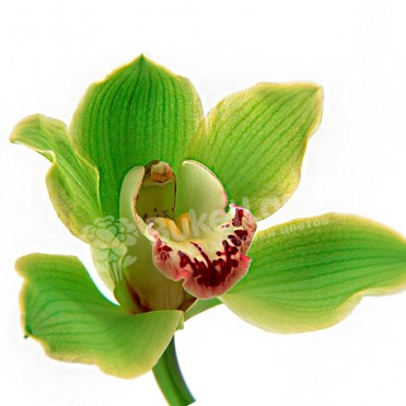 Орхидея Цимбидиум ассортименте