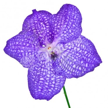 Орхидея Ванда