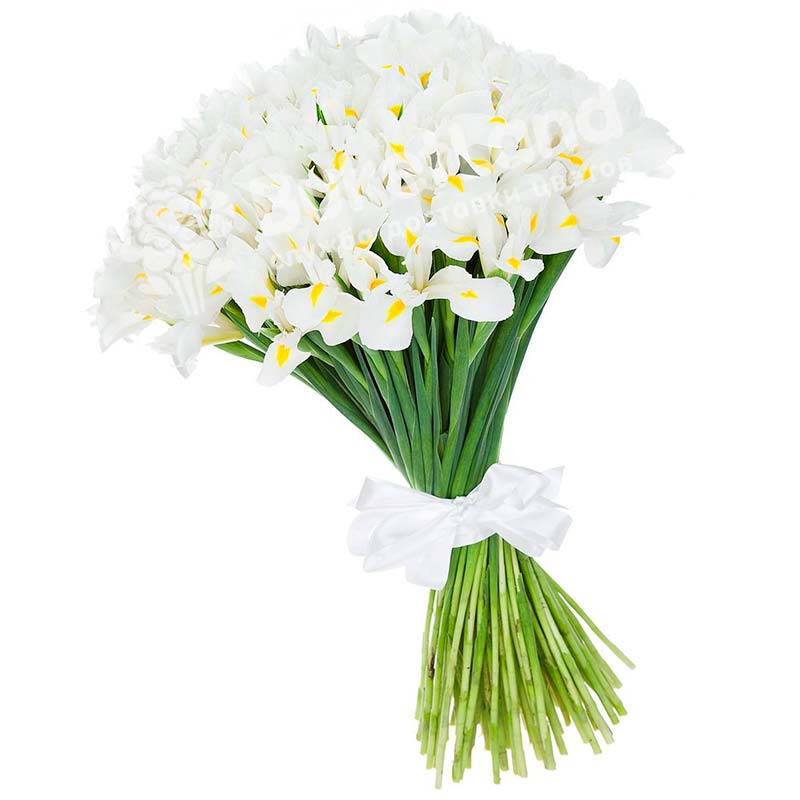 25 белых ирисов. букет из белого ириса 35 шт. букет 51 ирис. ирис вайт мэджик букет. белые ирисы букет.